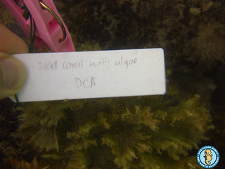 Dead Coral with Algae